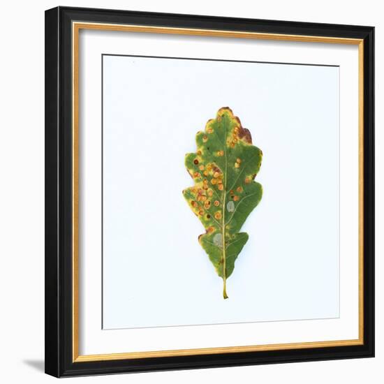 Single Oak Leaf-Clive Nolan-Framed Photographic Print