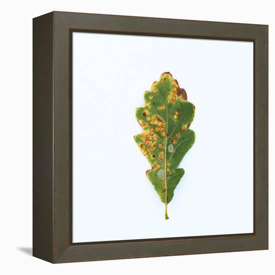 Single Oak Leaf-Clive Nolan-Framed Premier Image Canvas