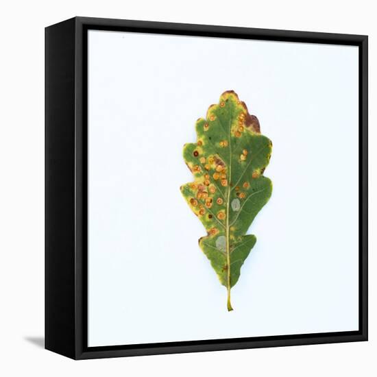 Single Oak Leaf-Clive Nolan-Framed Premier Image Canvas