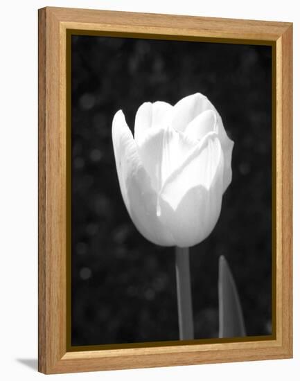 Single Open Tulip-Jeff Pica-Framed Premier Image Canvas