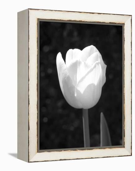 Single Open Tulip-Jeff Pica-Framed Premier Image Canvas