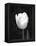 Single Open Tulip-Jeff Pica-Framed Premier Image Canvas