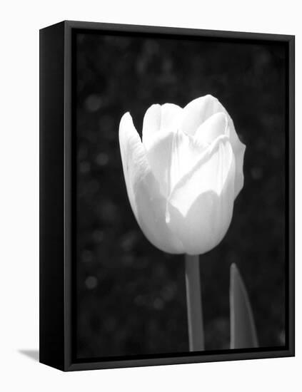 Single Open Tulip-Jeff Pica-Framed Premier Image Canvas