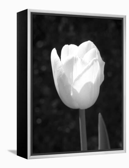 Single Open Tulip-Jeff Pica-Framed Premier Image Canvas