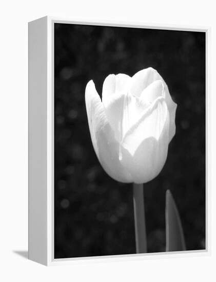 Single Open Tulip-Jeff Pica-Framed Premier Image Canvas