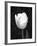 Single Open Tulip-Jeff Pica-Framed Premium Photographic Print