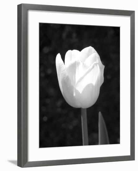 Single Open Tulip-Jeff Pica-Framed Premium Photographic Print