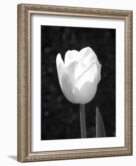 Single Open Tulip-Jeff Pica-Framed Photographic Print