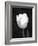 Single Open Tulip-Jeff Pica-Framed Photographic Print