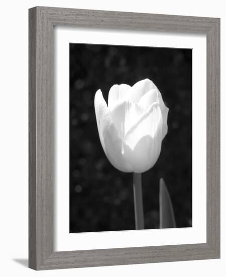 Single Open Tulip-Jeff Pica-Framed Photographic Print