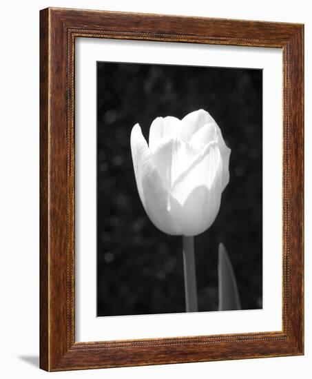 Single Open Tulip-Jeff Pica-Framed Photographic Print