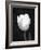 Single Open Tulip-Jeff Pica-Framed Photographic Print