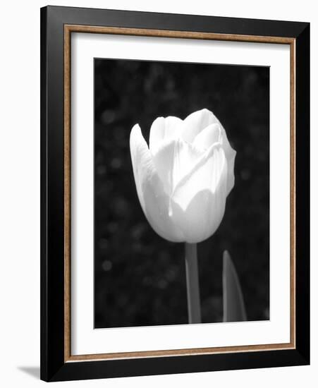 Single Open Tulip-Jeff Pica-Framed Photographic Print