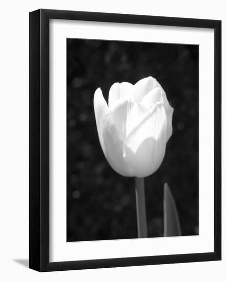 Single Open Tulip-Jeff Pica-Framed Photographic Print