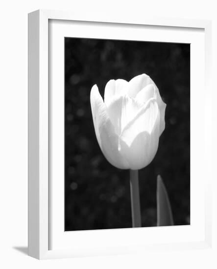 Single Open Tulip-Jeff Pica-Framed Photographic Print