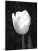 Single Open Tulip-Jeff Pica-Mounted Photographic Print