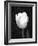 Single Open Tulip-Jeff Pica-Framed Photographic Print