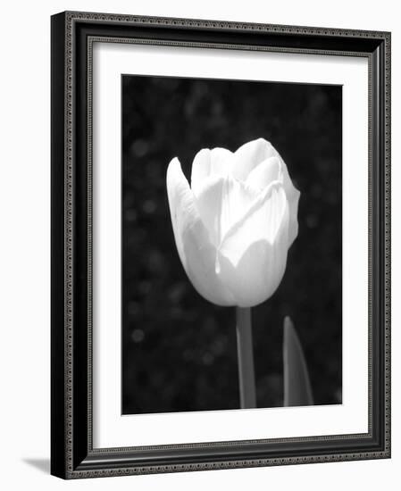 Single Open Tulip-Jeff Pica-Framed Photographic Print