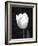 Single Open Tulip-Jeff Pica-Framed Photographic Print