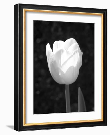 Single Open Tulip-Jeff Pica-Framed Photographic Print