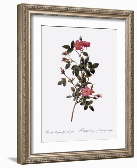 Single Pompon Rose-Pierre Joseph Redoute-Framed Giclee Print