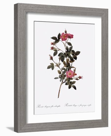 Single Pompon Rose-Pierre Joseph Redoute-Framed Giclee Print