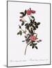Single Pompon Rose-Pierre Joseph Redoute-Mounted Giclee Print