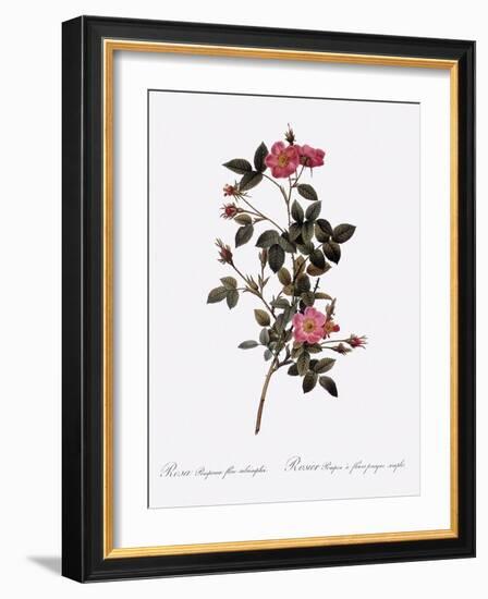 Single Pompon Rose-Pierre Joseph Redoute-Framed Giclee Print