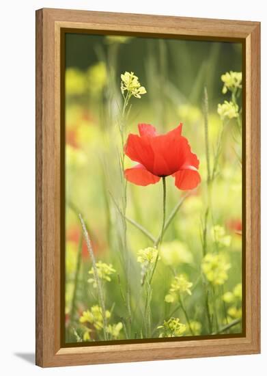 Single Poppy in a Field of Wildflowers, Val D'Orcia, Province Siena, Tuscany, Italy, Europe-Markus Lange-Framed Premier Image Canvas