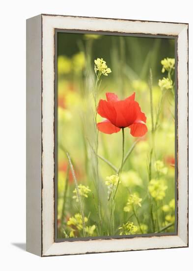 Single Poppy in a Field of Wildflowers, Val D'Orcia, Province Siena, Tuscany, Italy, Europe-Markus Lange-Framed Premier Image Canvas