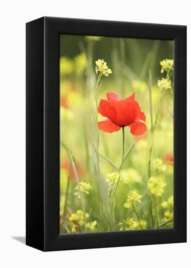 Single Poppy in a Field of Wildflowers, Val D'Orcia, Province Siena, Tuscany, Italy, Europe-Markus Lange-Framed Premier Image Canvas