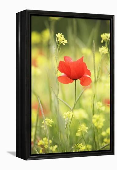 Single Poppy in a Field of Wildflowers, Val D'Orcia, Province Siena, Tuscany, Italy, Europe-Markus Lange-Framed Premier Image Canvas