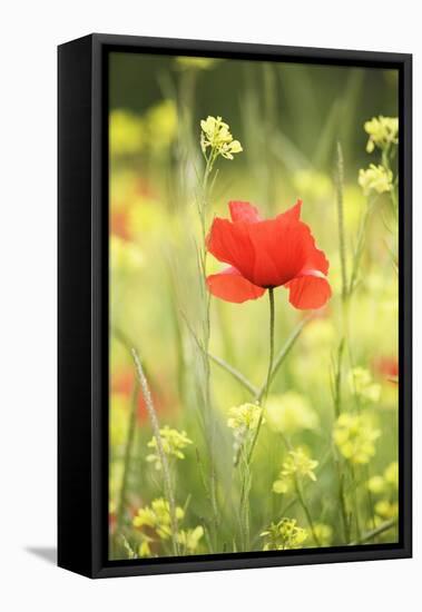 Single Poppy in a Field of Wildflowers, Val D'Orcia, Province Siena, Tuscany, Italy, Europe-Markus Lange-Framed Premier Image Canvas