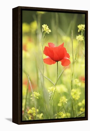 Single Poppy in a Field of Wildflowers, Val D'Orcia, Province Siena, Tuscany, Italy, Europe-Markus Lange-Framed Premier Image Canvas