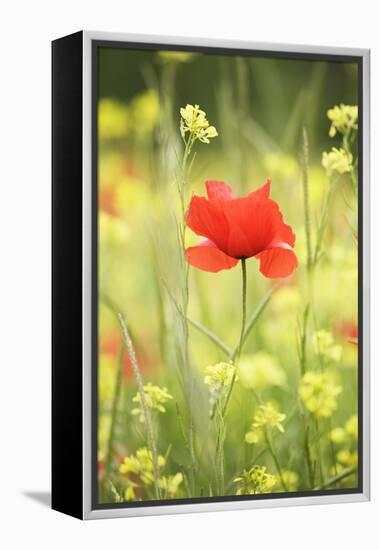 Single Poppy in a Field of Wildflowers, Val D'Orcia, Province Siena, Tuscany, Italy, Europe-Markus Lange-Framed Premier Image Canvas