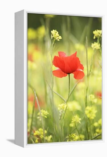 Single Poppy in a Field of Wildflowers, Val D'Orcia, Province Siena, Tuscany, Italy, Europe-Markus Lange-Framed Premier Image Canvas