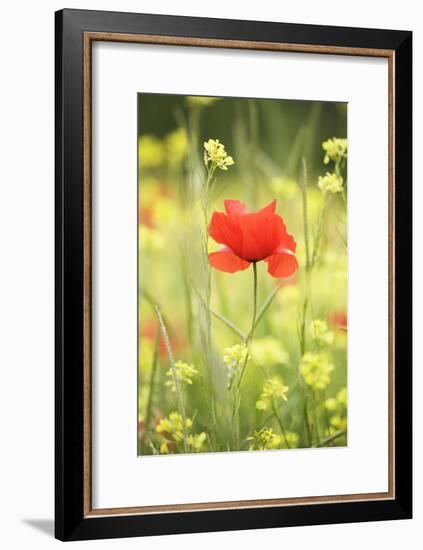 Single Poppy in a Field of Wildflowers, Val D'Orcia, Province Siena, Tuscany, Italy, Europe-Markus Lange-Framed Photographic Print