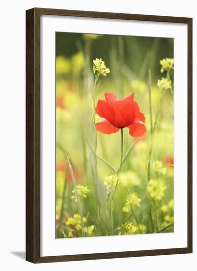 Single Poppy in a Field of Wildflowers, Val D'Orcia, Province Siena, Tuscany, Italy, Europe-Markus Lange-Framed Photographic Print