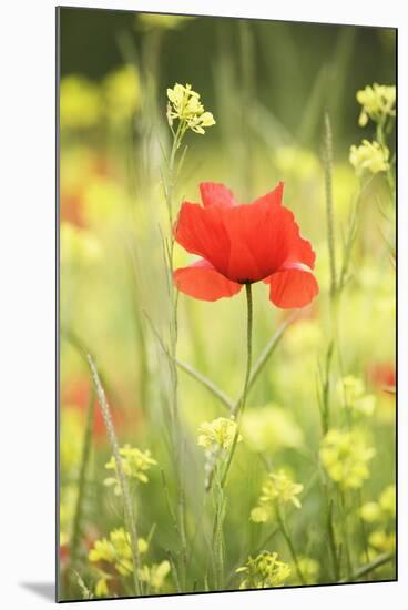 Single Poppy in a Field of Wildflowers, Val D'Orcia, Province Siena, Tuscany, Italy, Europe-Markus Lange-Mounted Photographic Print