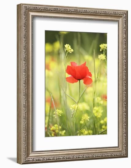 Single Poppy in a Field of Wildflowers, Val D'Orcia, Province Siena, Tuscany, Italy, Europe-Markus Lange-Framed Photographic Print