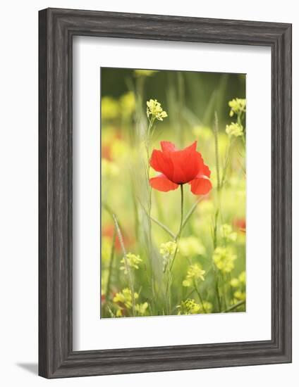 Single Poppy in a Field of Wildflowers, Val D'Orcia, Province Siena, Tuscany, Italy, Europe-Markus Lange-Framed Photographic Print