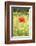 Single Poppy in a Field of Wildflowers, Val D'Orcia, Province Siena, Tuscany, Italy, Europe-Markus Lange-Framed Photographic Print