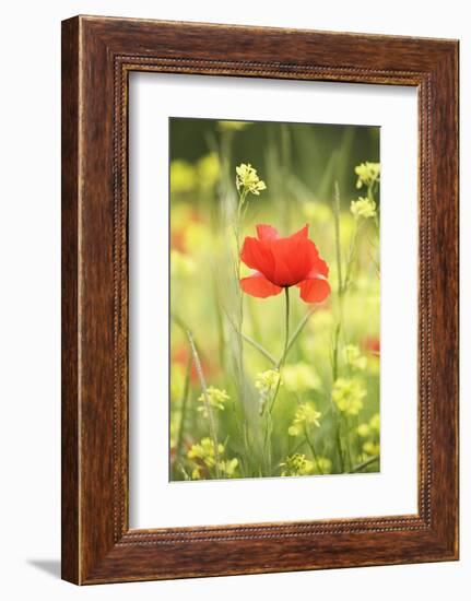 Single Poppy in a Field of Wildflowers, Val D'Orcia, Province Siena, Tuscany, Italy, Europe-Markus Lange-Framed Photographic Print