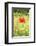 Single Poppy in a Field of Wildflowers, Val D'Orcia, Province Siena, Tuscany, Italy, Europe-Markus Lange-Framed Photographic Print