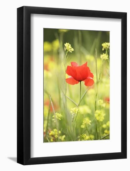 Single Poppy in a Field of Wildflowers, Val D'Orcia, Province Siena, Tuscany, Italy, Europe-Markus Lange-Framed Photographic Print