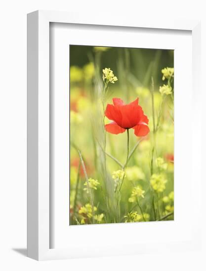 Single Poppy in a Field of Wildflowers, Val D'Orcia, Province Siena, Tuscany, Italy, Europe-Markus Lange-Framed Photographic Print