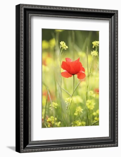 Single Poppy in a Field of Wildflowers, Val D'Orcia, Province Siena, Tuscany, Italy, Europe-Markus Lange-Framed Photographic Print