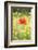 Single Poppy in a Field of Wildflowers, Val D'Orcia, Province Siena, Tuscany, Italy, Europe-Markus Lange-Framed Photographic Print