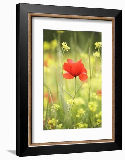 Single Poppy in a Field of Wildflowers, Val D'Orcia, Province Siena, Tuscany, Italy, Europe-Markus Lange-Framed Premium Photographic Print
