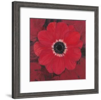 Single Red Anemone-Ivo-Framed Art Print